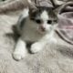 Kittens for sale!