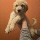 GOLDENDOODLE PUPPIES!