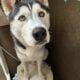 AKC: Siberian Husky Pup