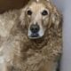 Senior golden doodles
