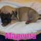 English Mastiff Puppies