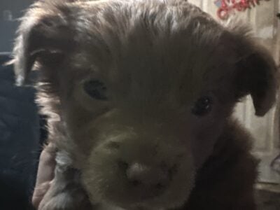 Make chihuahua pup