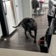 Akc English mastiff female