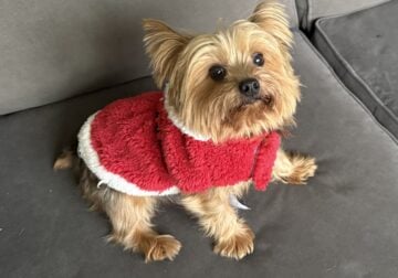 “Yorkie For Sale”