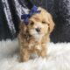 Wally F1 Maltipoo