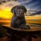 AKC Labrador Retriever