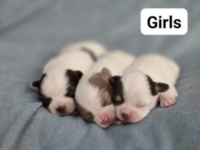 Long-haired Chihuahua puppies