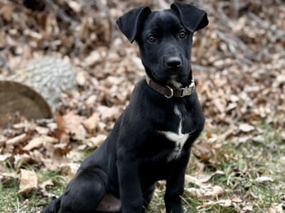 Great Dane/German Shepherd