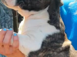 Mastiff Girls 3 months old coat white and brindle