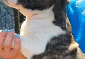 Mastiff Girls 3 months old coat white and brindle