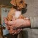 Australian Shepherd/Boxer Mix Puppies