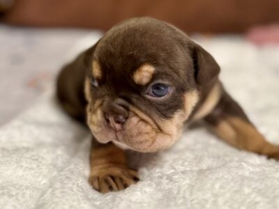 English Bulldog Puppies