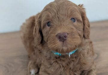 Born May 11 2025 Mini Goldendoodle Puppies Doodle