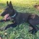 Beautiful Belgian Shepherds for rehoming ASAP