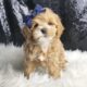 Wally F1 Maltipoo
