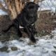 Cane Corso Puppies