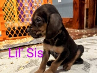 Bloodhound female
