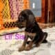 Bloodhound female