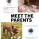 American Staffordshire Terrier Puppies