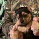 Chorkypoo puppies for Rehoming