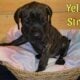 English Mastiff Puppies