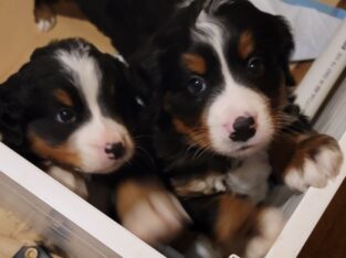 Beautiful Bernese Mountain Dog Puppies due 2/15