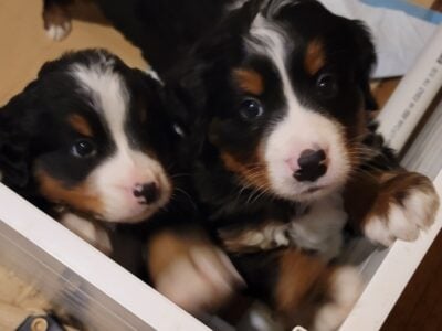 Beautiful Bernese Mountain Dog Puppies due 2/15