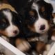 Beautiful Bernese Mountain Dog Puppies due 2/15