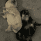 POMERANIANS WHITE 6WKS
