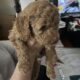 Goldendoodle