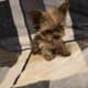 Toy yorkie puppies