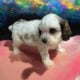 Cavapoo Babies