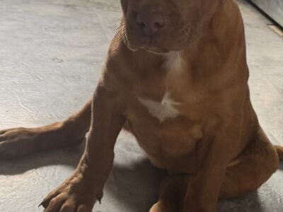Cane Corso Pup-Female