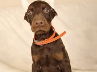 Akc full euro zoey