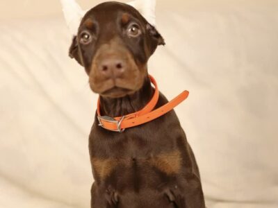 Akc full euro zoey