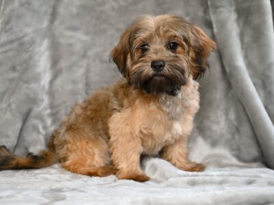 F1B Yorkiepoo Puppy-Ethan