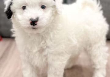 Mini Sheepadoodle