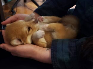Acorn Pomsky Puppy (Pomeranian husky)