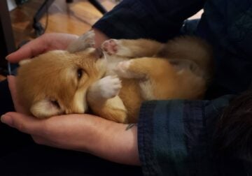 Acorn Pomsky Puppy (Pomeranian husky)