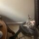 Desperately need home for cat