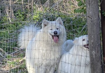 Male Samoyed in MN