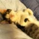Playful and Friendly Exotic White Cats for Adoptio