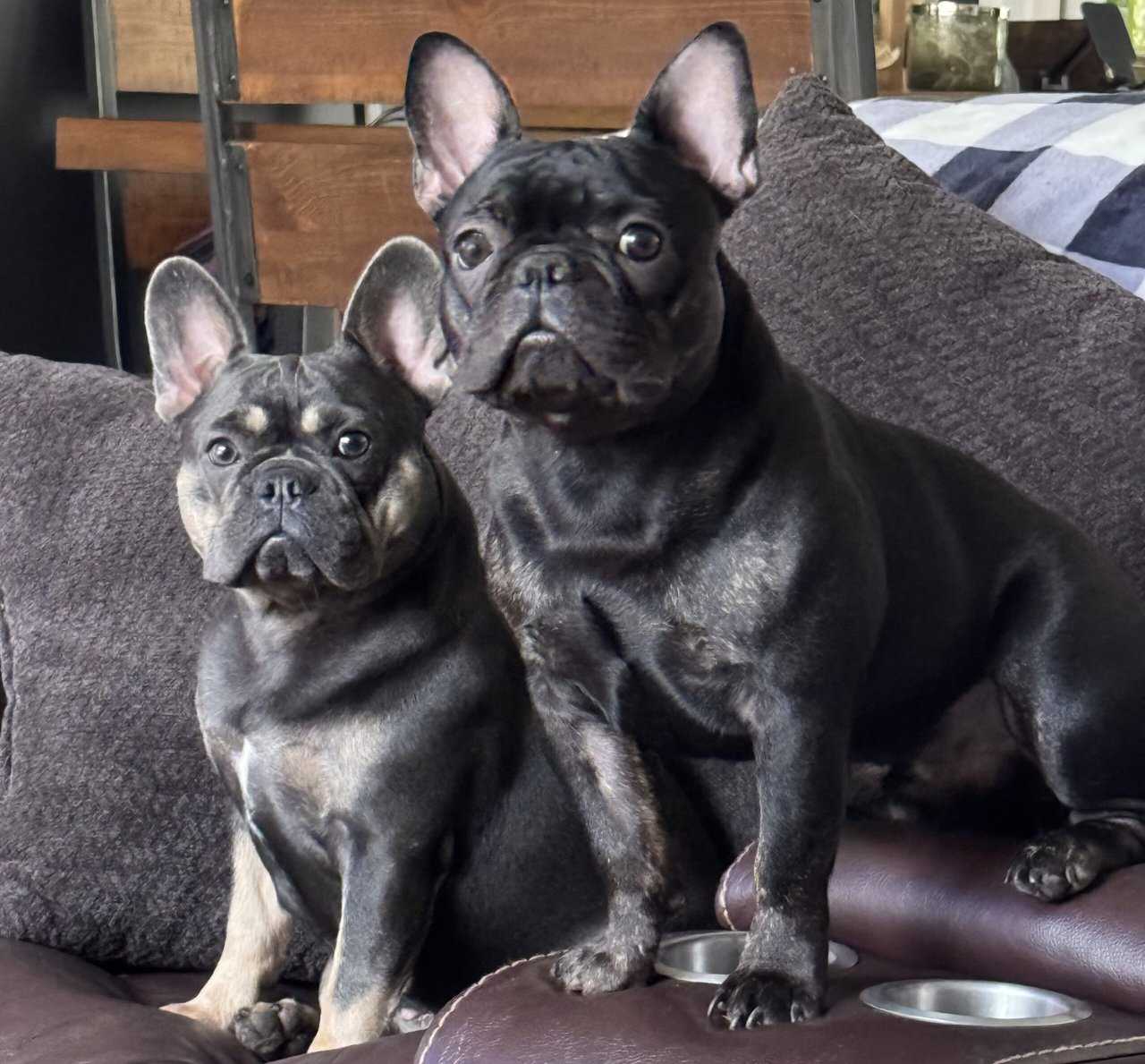 AKC registered Tri-color Frenchie | PetClassifieds.com