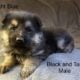 AKC German Shepherds