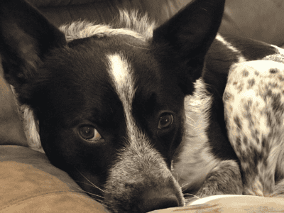 Rehoming 5yo blue heeler