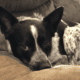 Rehoming 5yo blue heeler