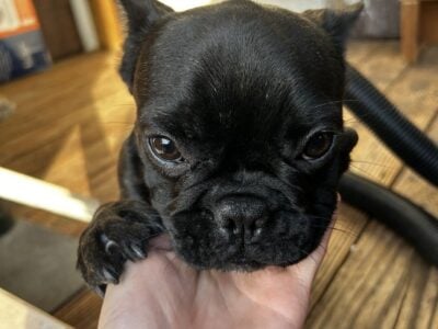 Frenchie