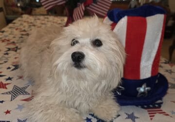 BarkN’Wiggles Havanese Puppies 10.09.2024