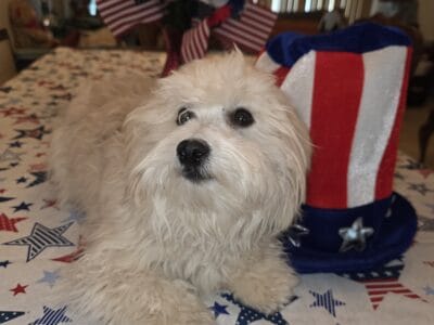 BarkN’Wiggles Havanese Puppies 10.09.2024