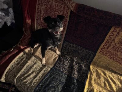 Carlin Pinscher (MinPin/Pug Mix) For Sale